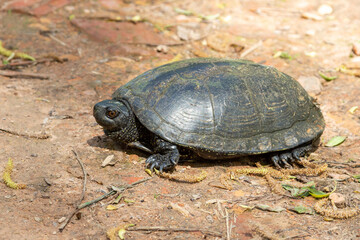 European terrapin Emys orbicularis, close-up