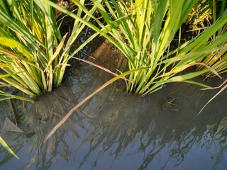 Background of newly planted rice seeds in the fields