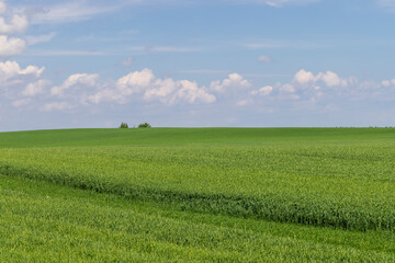 Obraz premium An agricultural field where green cereals grow
