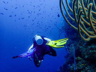 Scuba diver on the Mesoamerican reef in the Caribbean Sea, Roatan, Bay Islands, Honduras © Erin Westgate