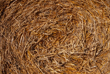 Straw stacks lying in the field after harvesting cereals