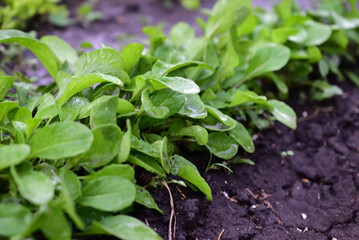 The process of growing arugula ruccola. Young arugula ruccola in the open field. Organic cultivation in the garden.
