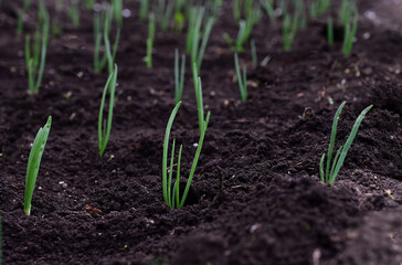 Female hand is loosening the soil in the garden with of garden tool