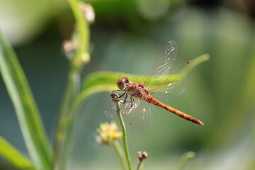 Dragonfly on a edge of grass