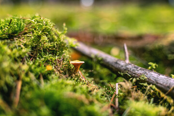 The false chanterelle, also known as the forest doppelganger, is a real quick-change artist.