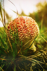 The fly agaric, also known as Amanita muscaria, is the rock star of the mushroom world – bright red, with white spots, and absolutely not suitable for consumption