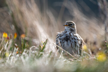 Water pipit (Anthus spinoletta). Bieszczady National Park, Poland.