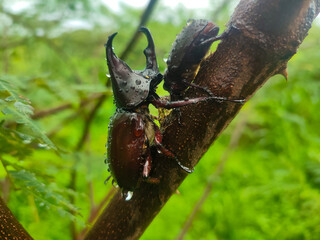 beetle on tree trunk after rain