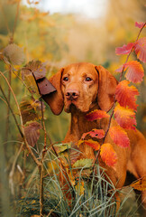 Beautiful pure breed hungarian vizsla posing in a fall forest