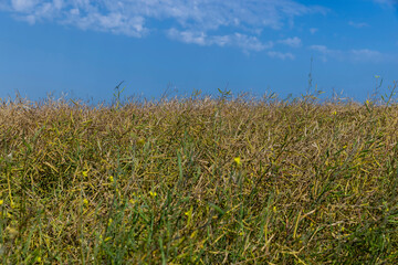 rapeseed field for harvesting seeds for oil