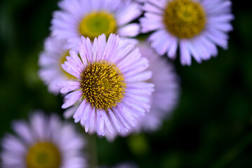 Obraz premium Pink and yellow daisies before dusk