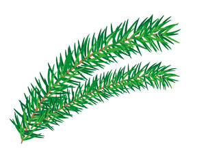 Green fir, pine branch, twig. Isolated png illustration, transparent background. Asset for art brush, stamp, flourish design, Christmas wreath, pattern, cards, montage or collage.