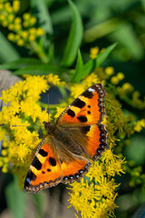Butterfly in the meadow, field flowers and grass, beautiful summer