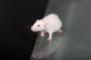 baby domestic rat on a glass table