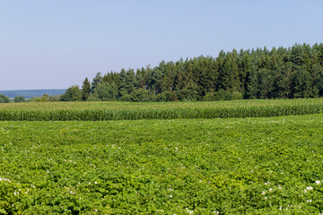 Green corn in a field in the sunny summer season