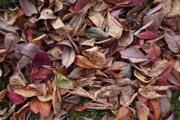 fallen red leaves lie on green grass