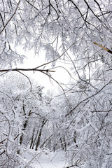 Obraz premium Deciduous trees in the snow in winter