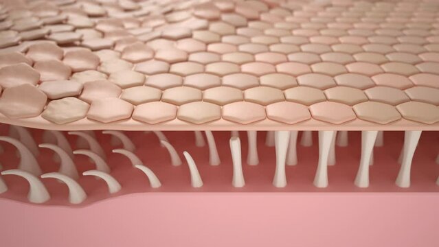 Animation of skin cell repair. Rejuvenation and regeneration of the skin. Wrinkle removal. Modern beta carotene serum for the reverse aging process. The sphere of beauty. 3d hexagonal particles.