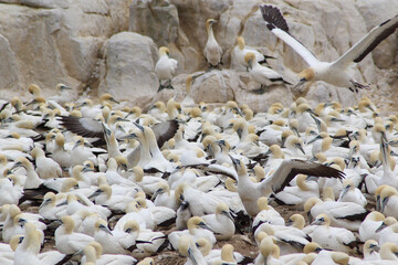 Bird activity at the cape colony in lamberts bay on the west coast of South Africa