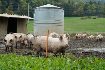 Small scale pig farm with adult animals kept free. There is a tank with water supply and a shed as a shelter for the pigs. The ground is muddy with puddles. Around there is an electric Shepard fence.
