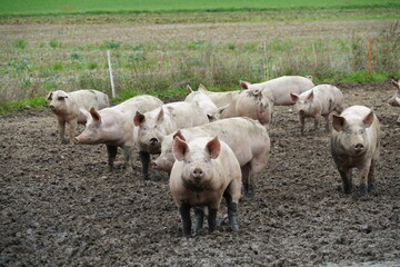 Small scale pig farm with adult animals kept free. The animal are running freely enjoying the outdoor  The ground is muddy with puddles. Around there is an electric Shepard fence. 
