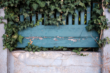 Beautiful wooden fence with peeling blue paint with a concrete cracked base and green plants. Provincial town architecture. 