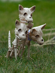 Halloween - skeleton Cerberus dog