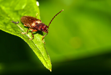 Bug on a leaf of the tree
