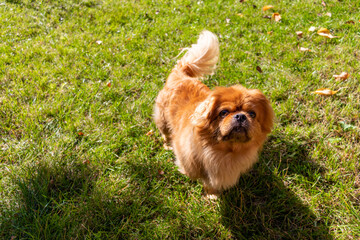 Red dog plays on the green grass.