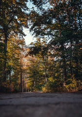 autumn in the forest colorful foliage
