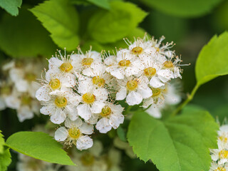 Spiraea chamaedryfolia or germander meadowsweet or elm-leaved spirea white flowers with green background.