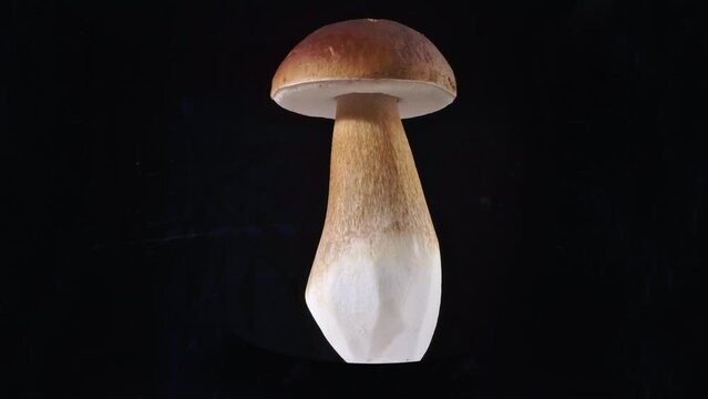 Prepared edible single Boletus Edulis Mushroom isolated on black Background - Turn around