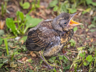 A fieldfare chick, Turdus pilaris, has left the nest and sitting on the spring lawn. A fieldfare...