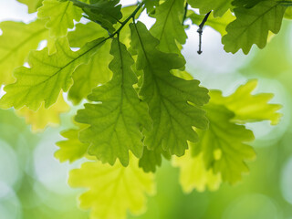 Green oak leaves on a natural blurred background.