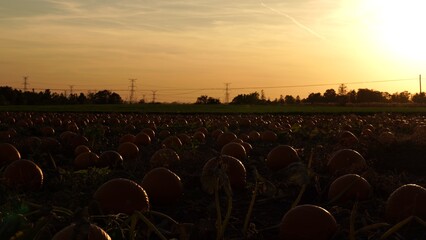 Large orange pumpkins against the sun at the Autumn farm. Panorama of landscape at fall and season holidays. Thanksgiving family day and Halloween celebration at golden hour.