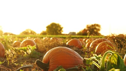 Farm field with colourful scattered pumpkins. Bright patch of farm orange pumpkins at golden hour....