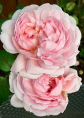 A beautiful pink rose flower