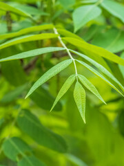 Bright green Leaves of the Amur velvet, or Amur cork tree, lat. Phellodendron amurense