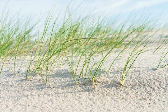 Dünengras am Strand der Ostsee