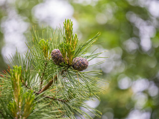 Branch with cone of Siberian stone pine, Pinus sibirica