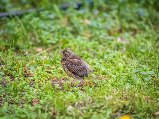 A fieldfare chick, Turdus pilaris, has left the nest and sitting on the spring lawn. A fieldfare...