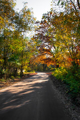 Autumn landscape. A path in the forest, park. Yellow, red, orange and brown leaves. Fall foliage during autumn season with warm sunlight.