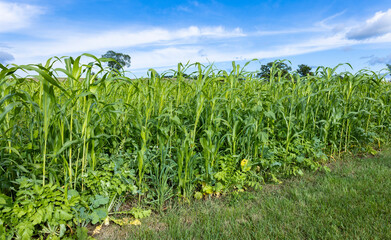 The edge of a field of diverse cover crops planted on a farm.