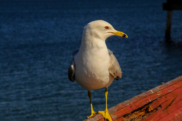 Gaviota desde un muelle en Canadá, Quebec 