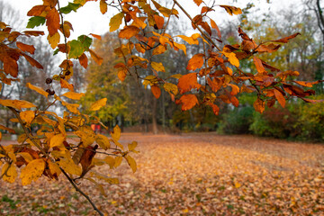 Autumn landscape. A path in the forest, park. Yellow, red, orange and brown leaves. Fall foliage during autumn season with warm sunlight.