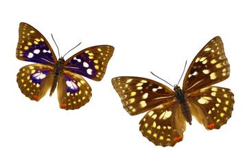 蝶の標本・日本の国蝶・オオムラサキ（オスとメス）