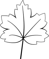 Maple Leaf Line Drawing Nature