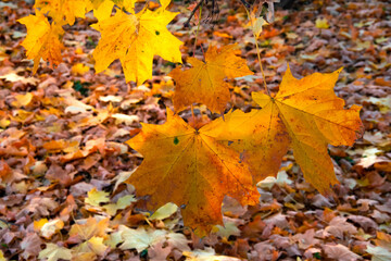 Autumn landscape. A path in the forest, park. Yellow, red, orange and brown leaves. Fall foliage during autumn season with warm sunlight.