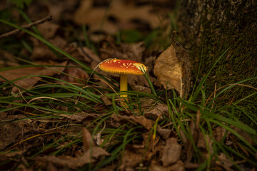 Russet mushroom on the forest floor