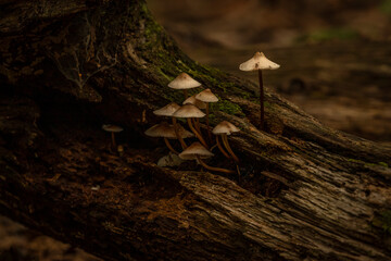 Bonnet Mushrooms on a moss covered log